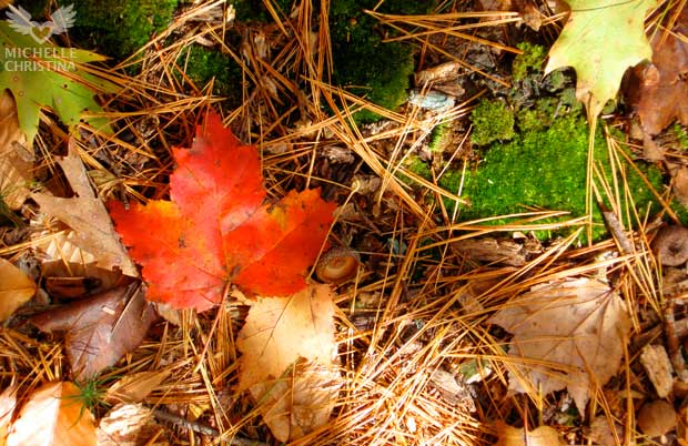 Red Fall Leaves New Hampshire Fall Foliage