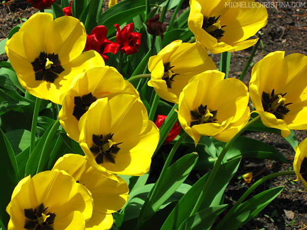 spring flowers in dover nh by michelle christina