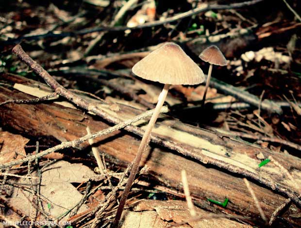 mushroom nature photo by michelle christina